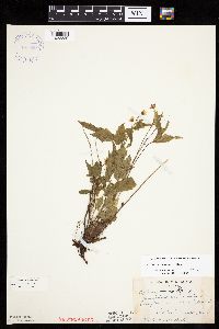 Rubus x paracaulis image