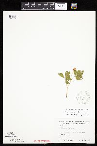 Rubus x paracaulis image