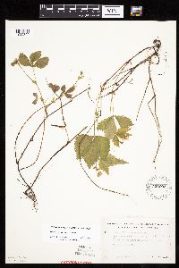 Media resource of Rubus x paracaulis