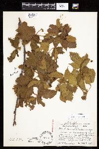 Rubus wisconsinensis image