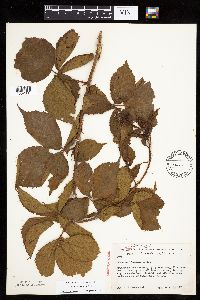 Media resource of Rubus wisconsinensis