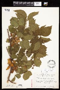 Rubus wisconsinensis image