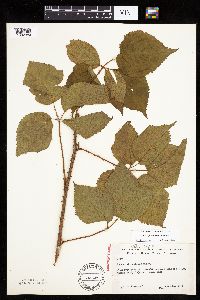Rubus wisconsinensis image