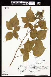 Rubus frondosus image