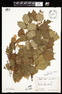 Rubus wisconsinensis image