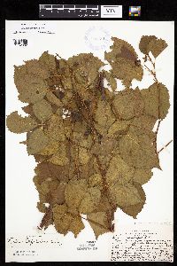 Rubus wisconsinensis image