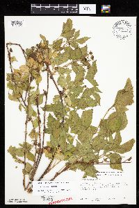 Rubus heterophyllus image