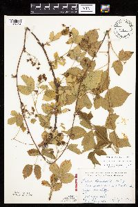 Rubus heterophyllus image