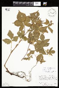 Rubus heterophyllus image