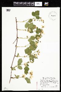 Rubus heterophyllus image