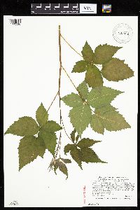 Rubus heterophyllus image
