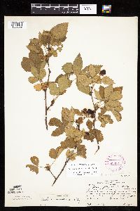 Rubus heterophyllus image