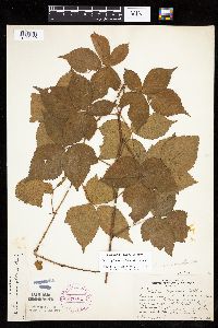 Rubus heterophyllus image