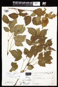 Rubus heterophyllus image