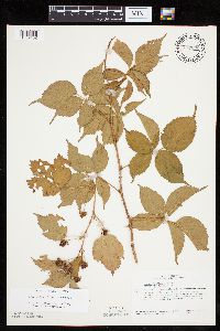 Rubus heterophyllus image