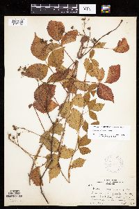 Rubus heterophyllus image