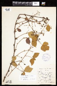 Rubus heterophyllus image