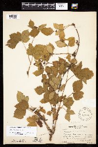 Rubus heterophyllus image