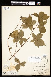 Rubus heterophyllus image