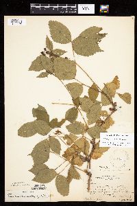 Rubus heterophyllus image