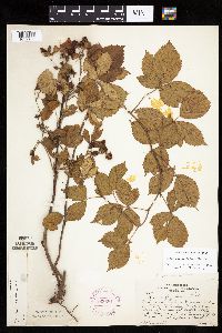 Rubus heterophyllus image