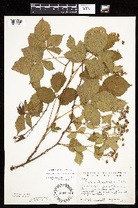Rubus heterophyllus image