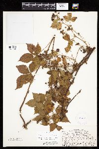Rubus heterophyllus image