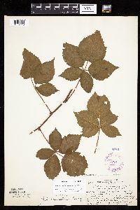 Media resource of Rubus heterophyllus