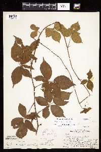 Rubus heterophyllus image