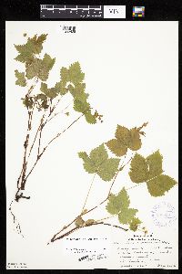 Rubus pubescens image