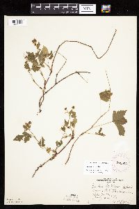 Rubus pubescens image