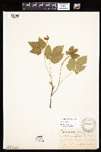 Rubus pubescens image