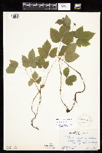 Rubus pubescens image