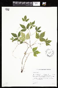 Rubus pubescens image