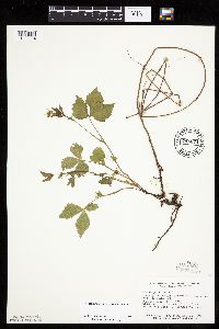 Rubus pubescens image