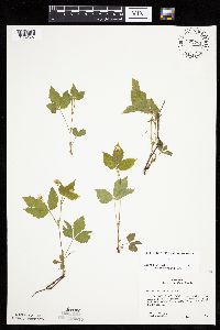 Rubus pubescens image