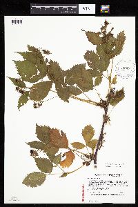 Rubus recurvans image