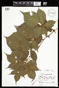 Rubus recurvans image