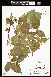 Rubus recurvans image