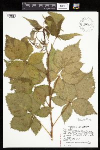 Rubus recurvans image