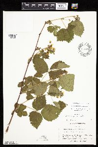 Image Associated With the Occurrence