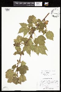 Rubus recurvans image