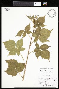 Rubus recurvans image