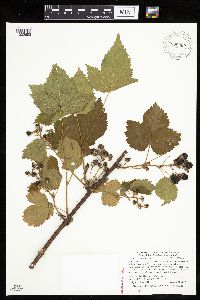 Rubus recurvans image