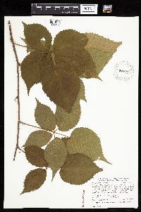 Rubus recurvans image