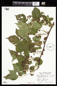 Rubus recurvans image