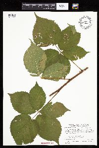 Rubus recurvans image