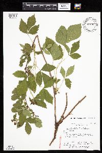 Rubus recurvans image