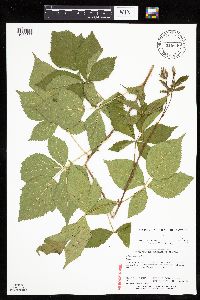 Rubus recurvans image