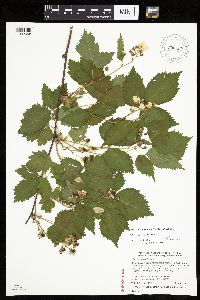 Rubus recurvans image